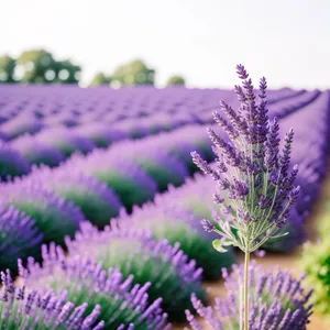 Vivid Lavender Blooms in Fragrant Garden