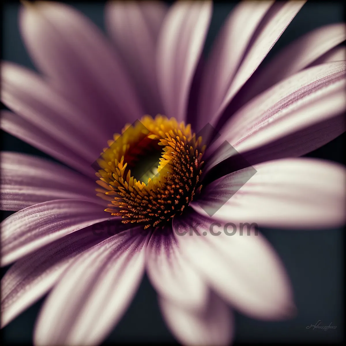 Picture of Vibrant Sunflower Blossom in Full Bloom