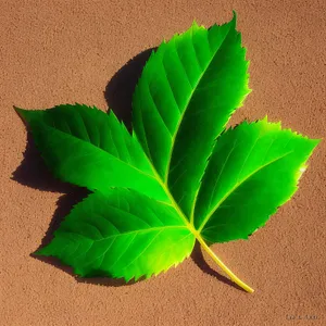 Lush Green Foliage in Summer Garden