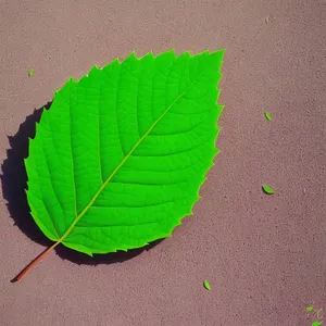 Vibrant Leaf Veins in Summer Garden