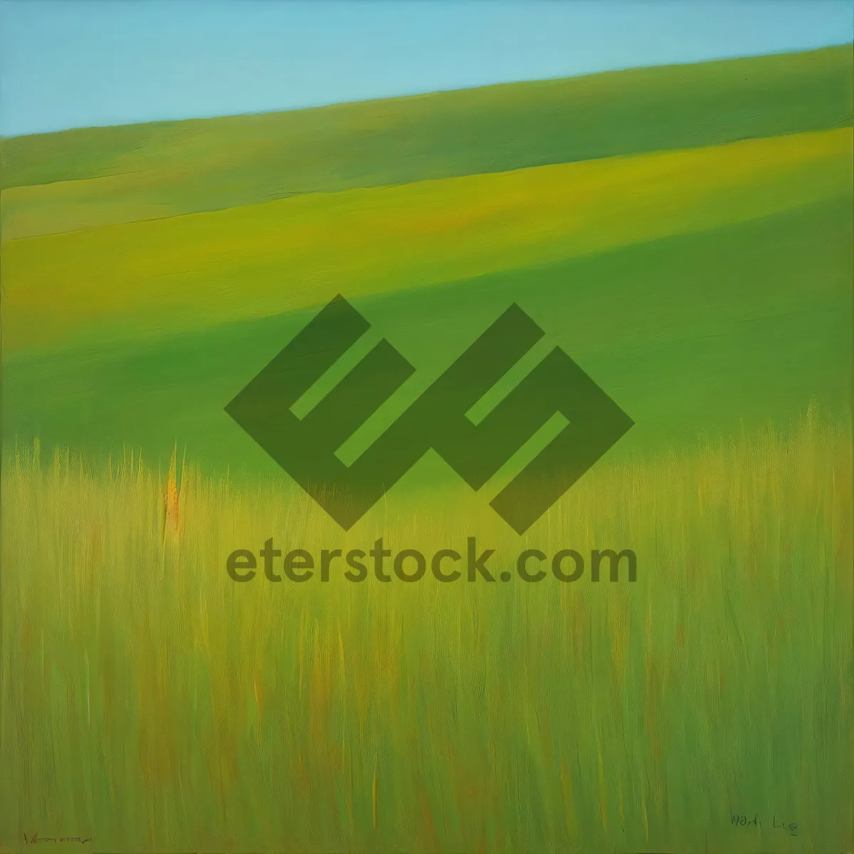 Picture of Sprawling Golden Wheat Fields against Blue Skies