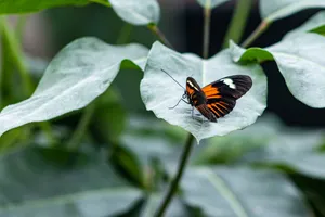 Orange Lacewing Butterfly on Pink Flower in Meadow