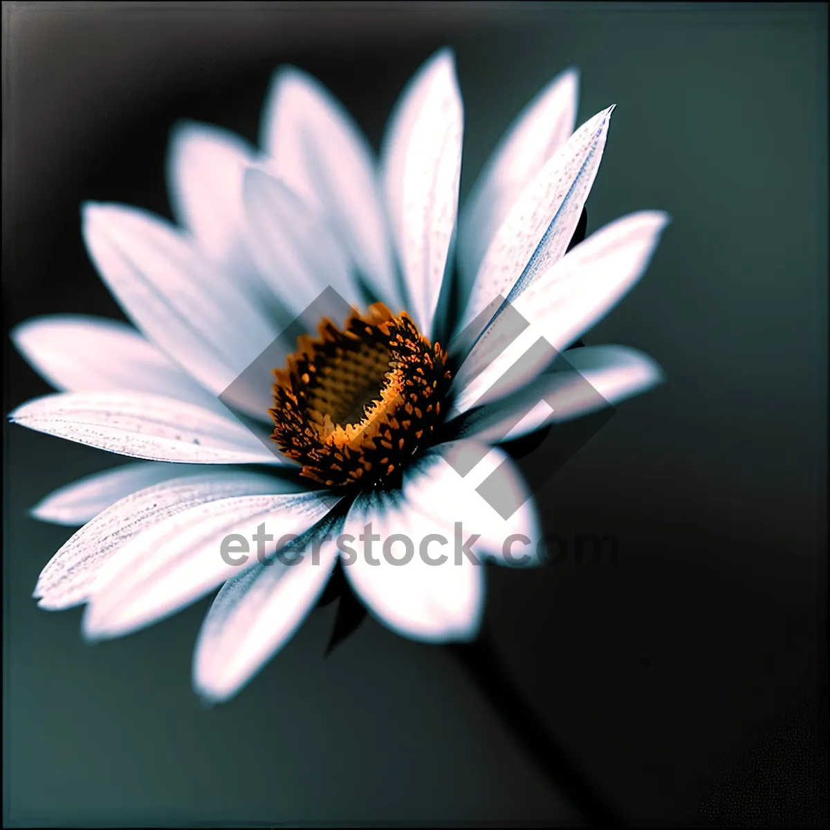 Picture of Bright Yellow Daisy Petals in a Meadow