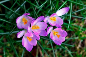 Tropical Pink Crocus Bloom in Garden