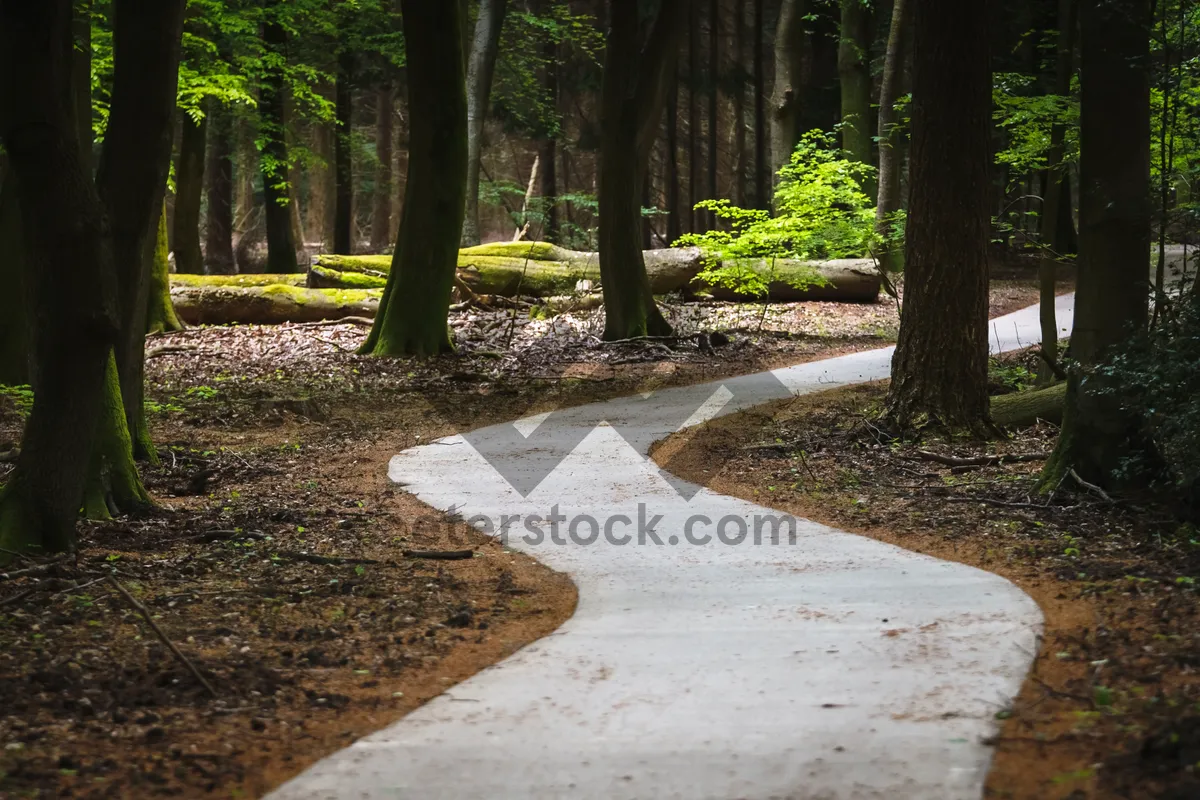 Picture of Rural Park Landscape with River and Trees