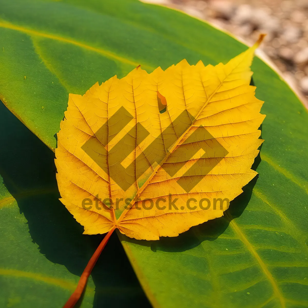 Picture of Vibrant Autumn Maple Leaves in Forest