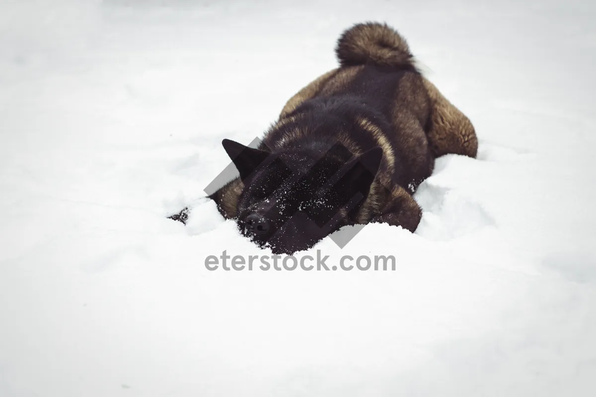 Picture of Cute brown cat in winter snow portrait.