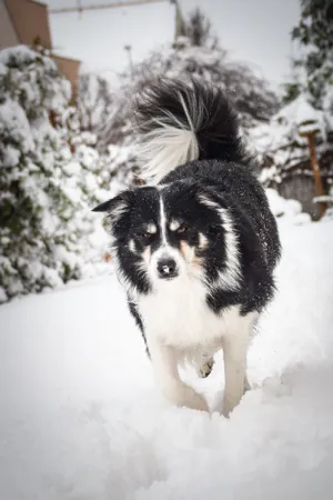 Adorable Border Collie Puppy in Studio Portrait Shot