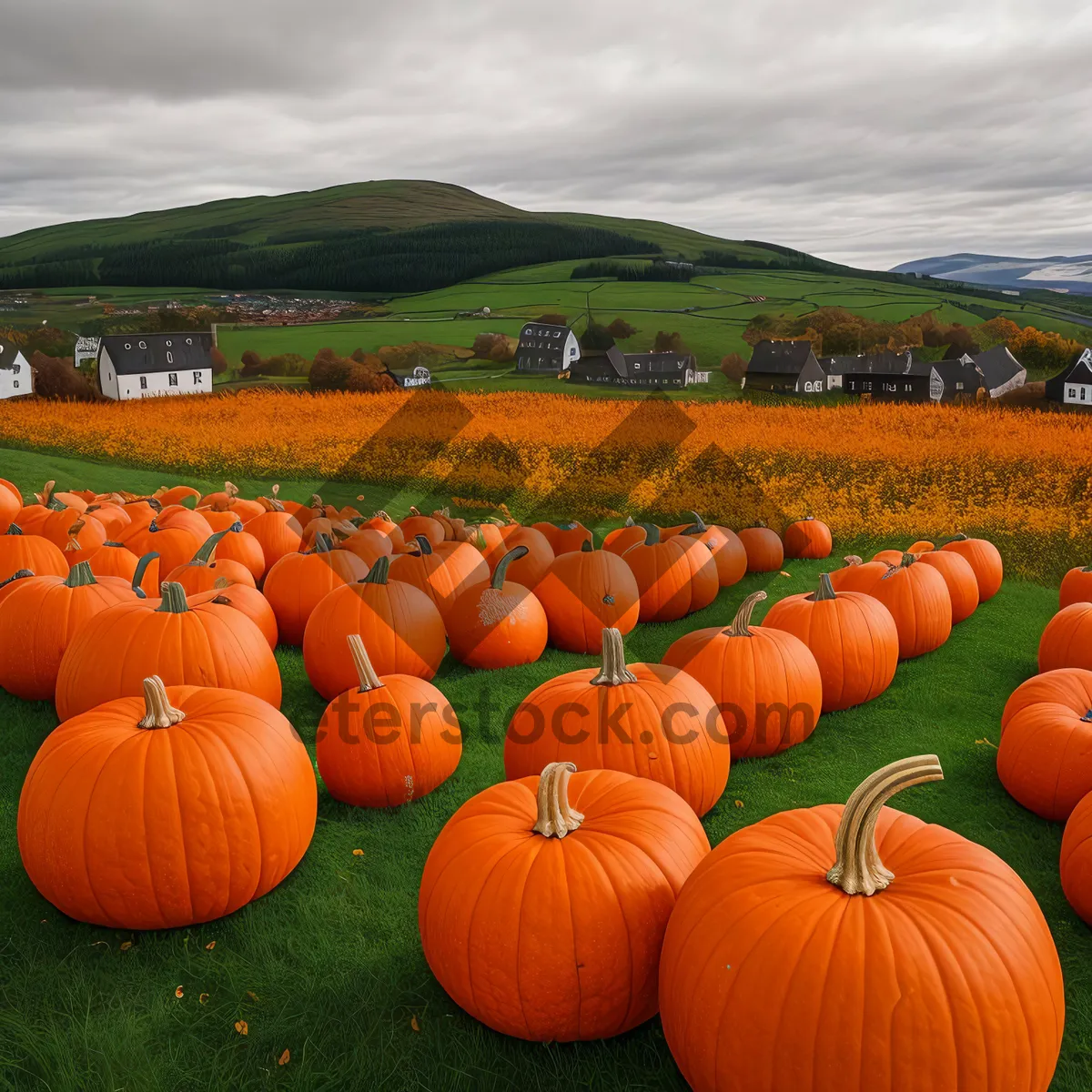 Picture of Autumn Harvest Pumpkin, Festive Seasonal Decoration