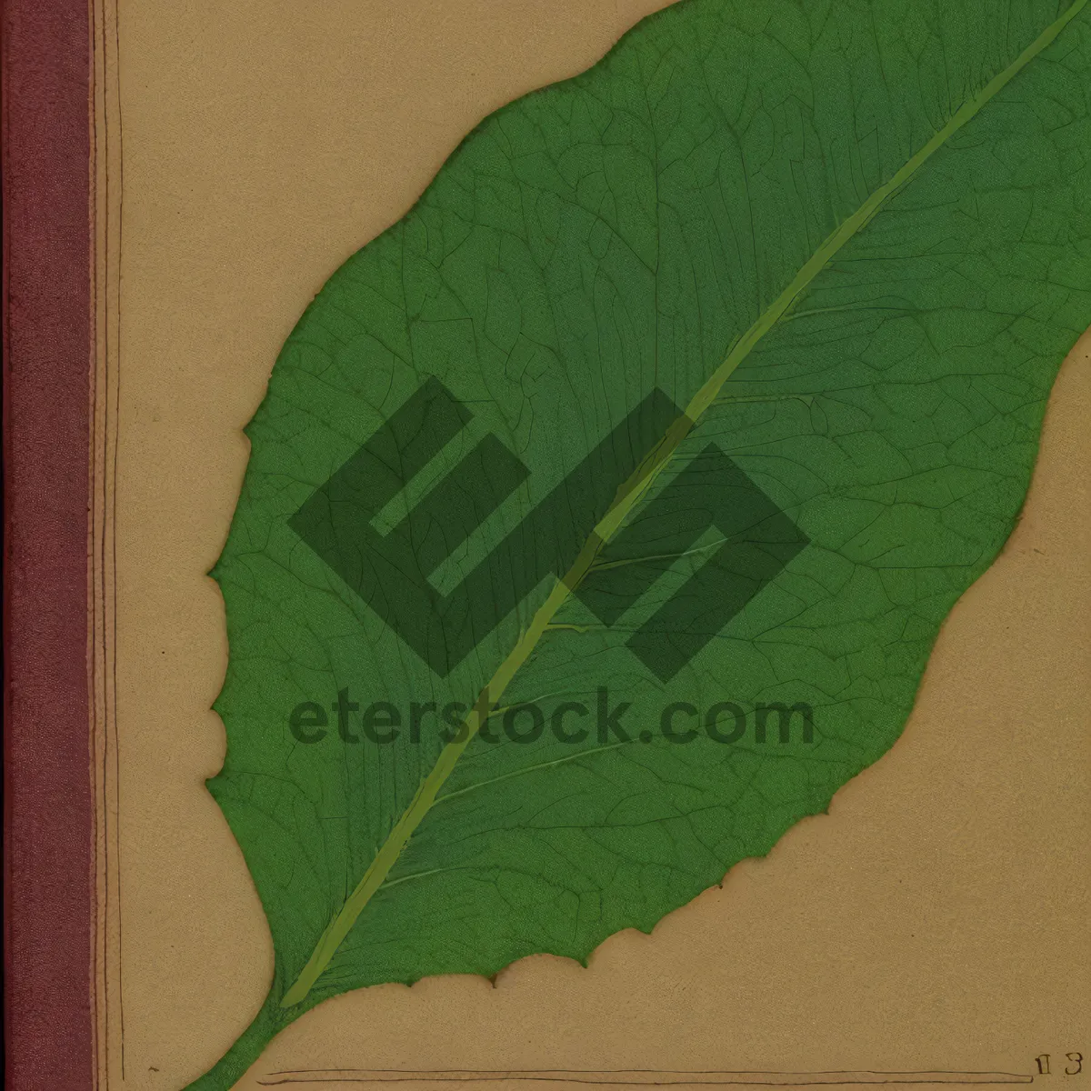 Picture of Vibrant Autumn Kale Leaf Close-Up