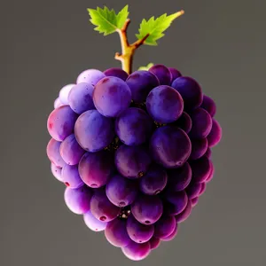 Ripe, Juicy Concord Grapes from Vibrant Vineyard Harvest