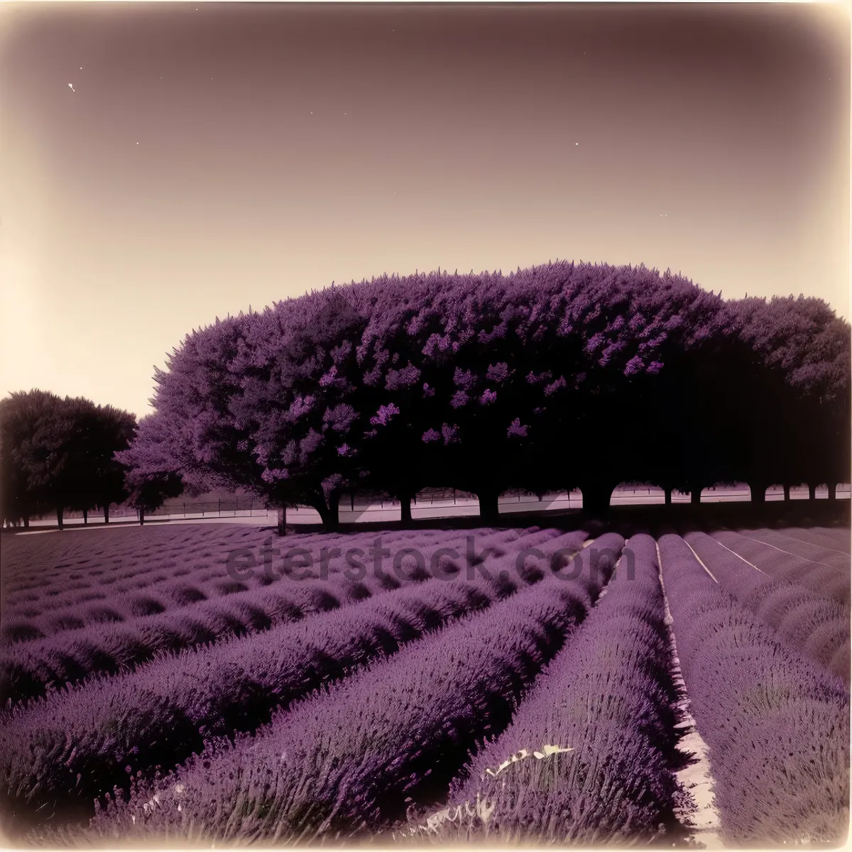 Picture of Serene Countryside Landscape with Lavender Field and Trees