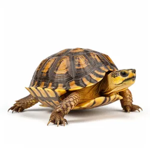 Protected Box Turtle with Scales in Wildlife Habitat