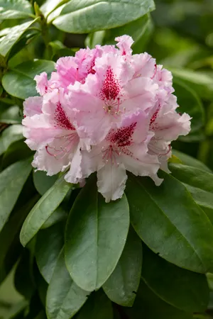 Pink Rhododendron Blossom in Summer Garden