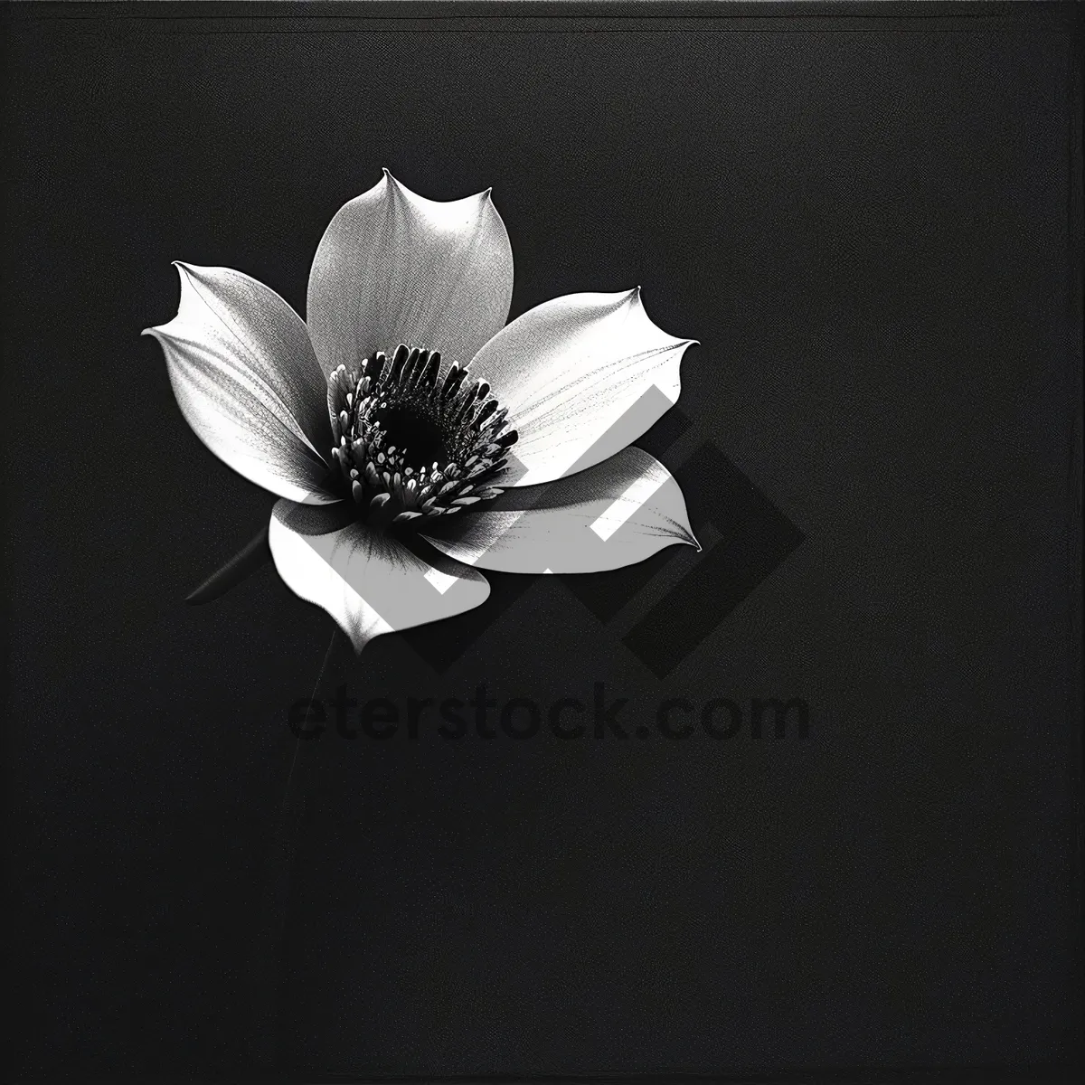 Picture of Blooming Daisy in a Summer Garden