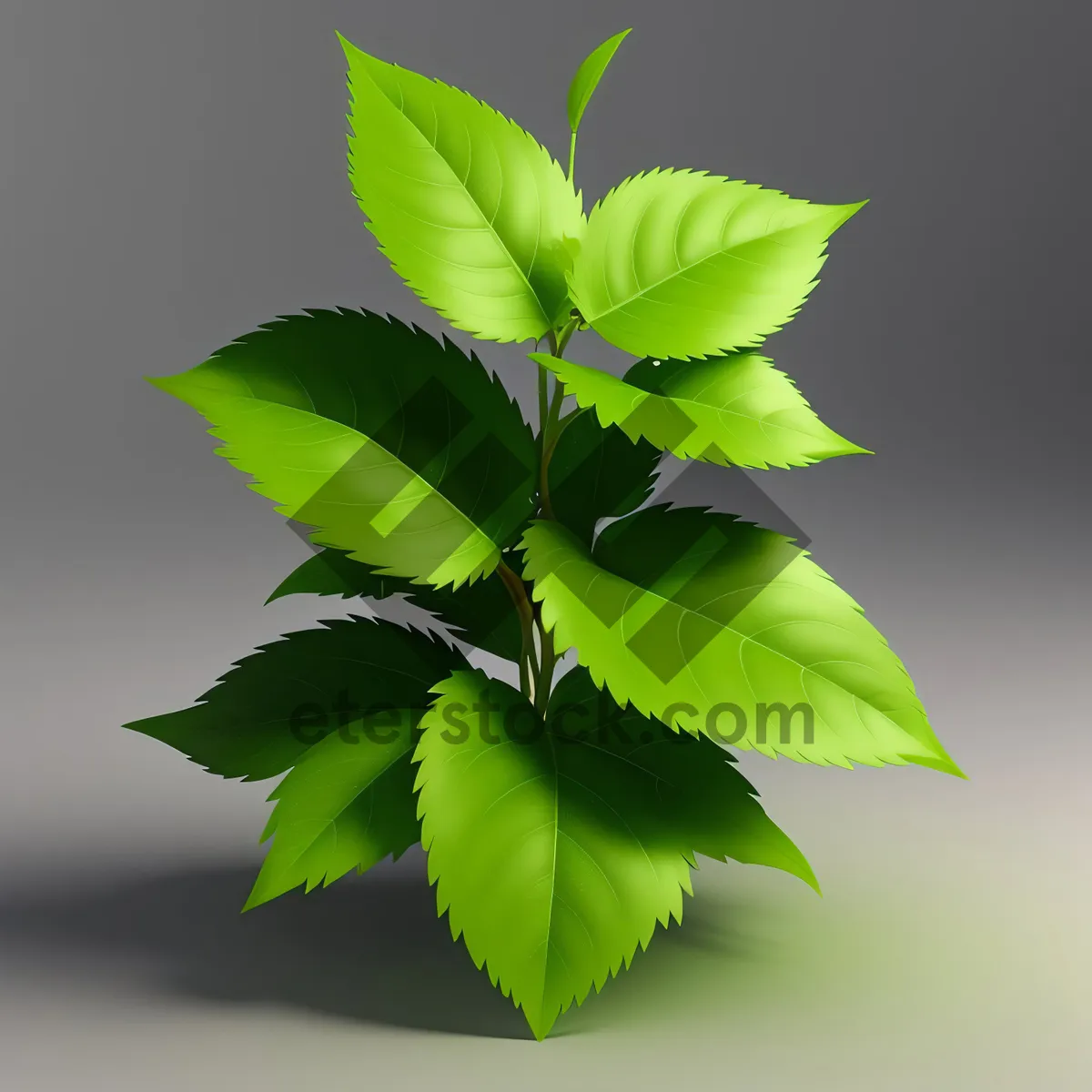 Picture of Vibrant Tea Leaf Branch in Natural Spring Environment