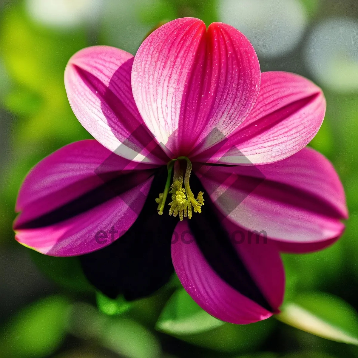 Picture of Vibrant Pink Blossom in Summer Garden