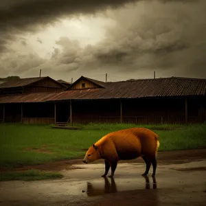 Horses Grazing in Rural Pasture