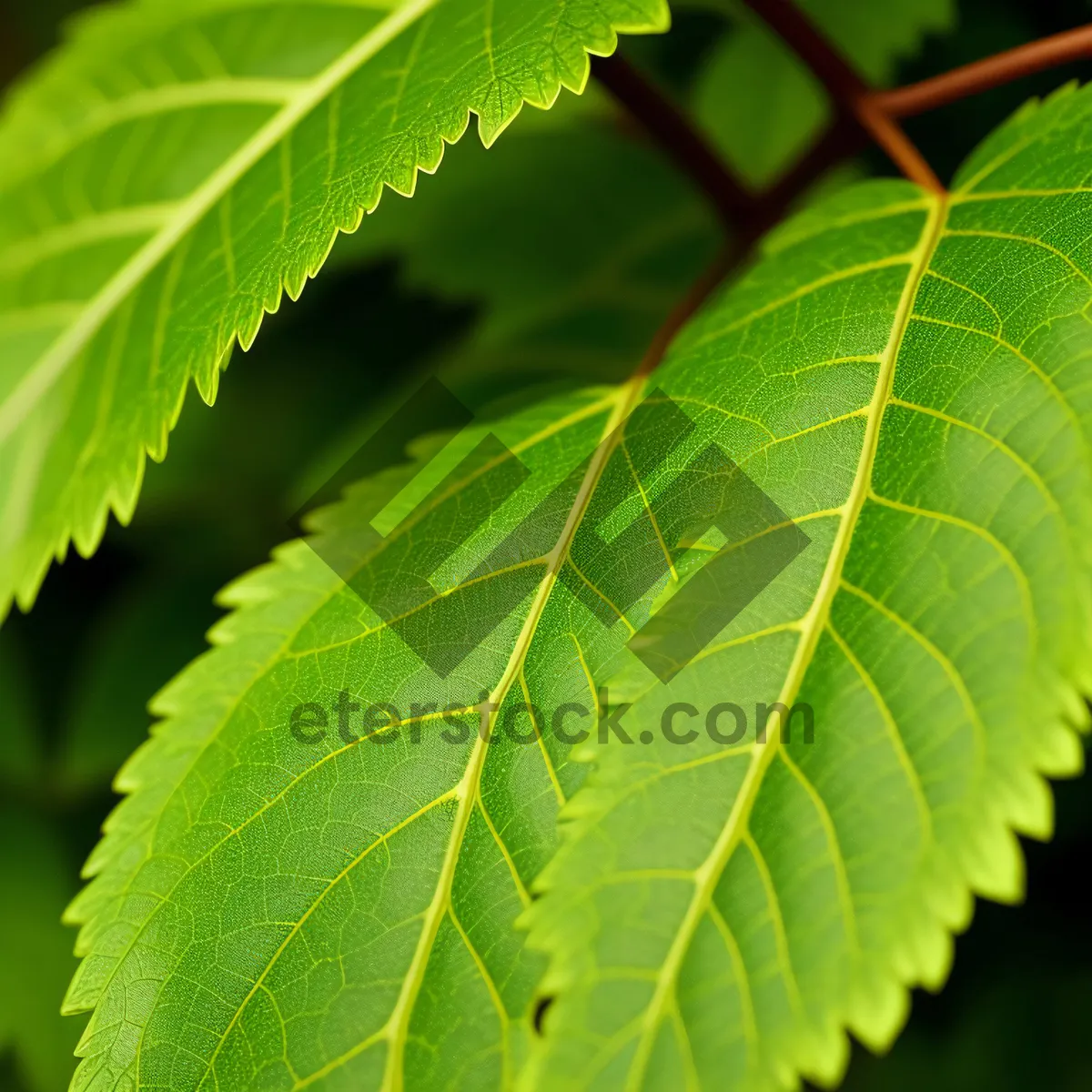 Picture of Vibrant Sumac Leaf in Lush Forest