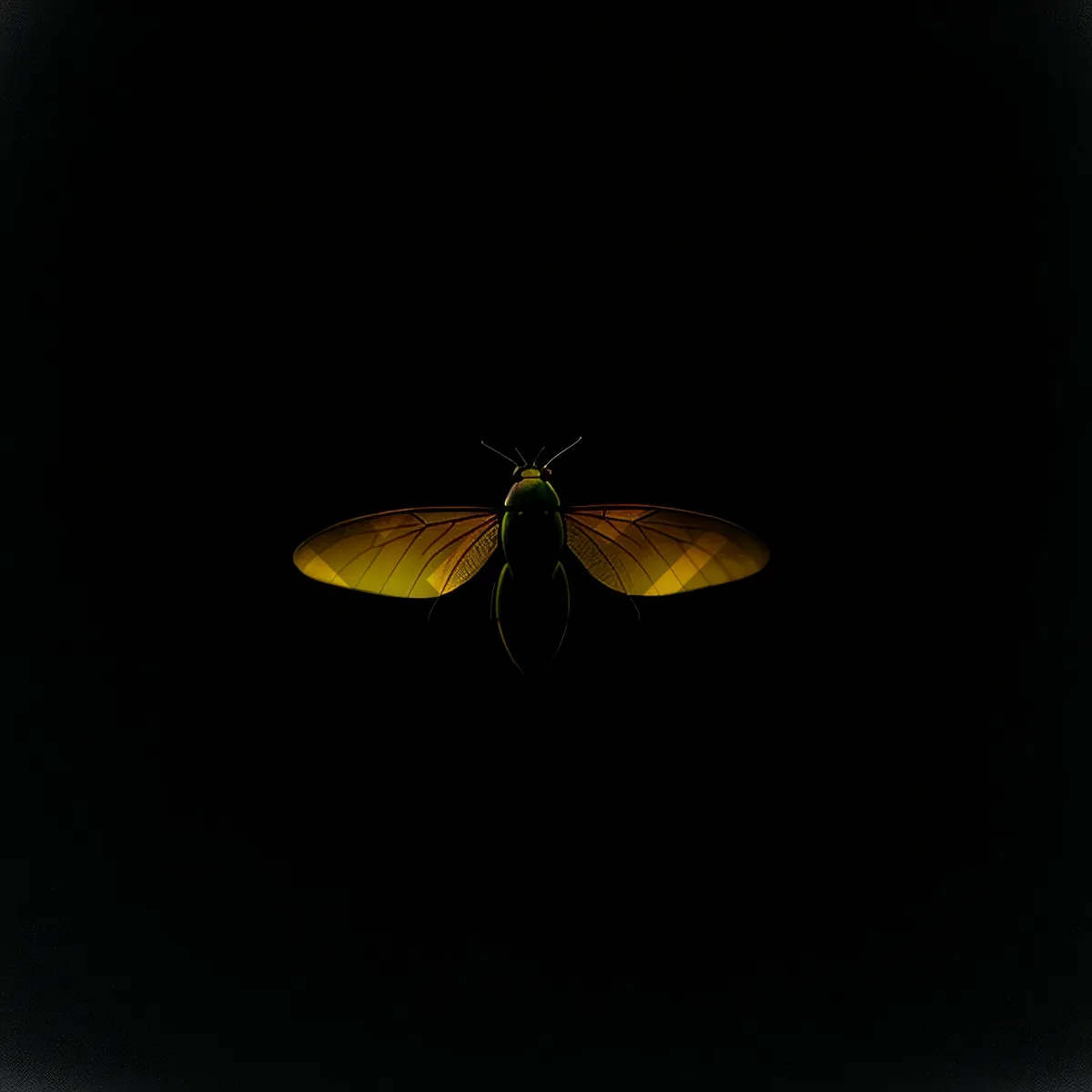 Picture of Vibrant Lacewing Butterfly perched on Yellow Flower