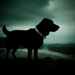 Golden Hour Beach Hunt: Silhouette of Hunting Dog at Sunset