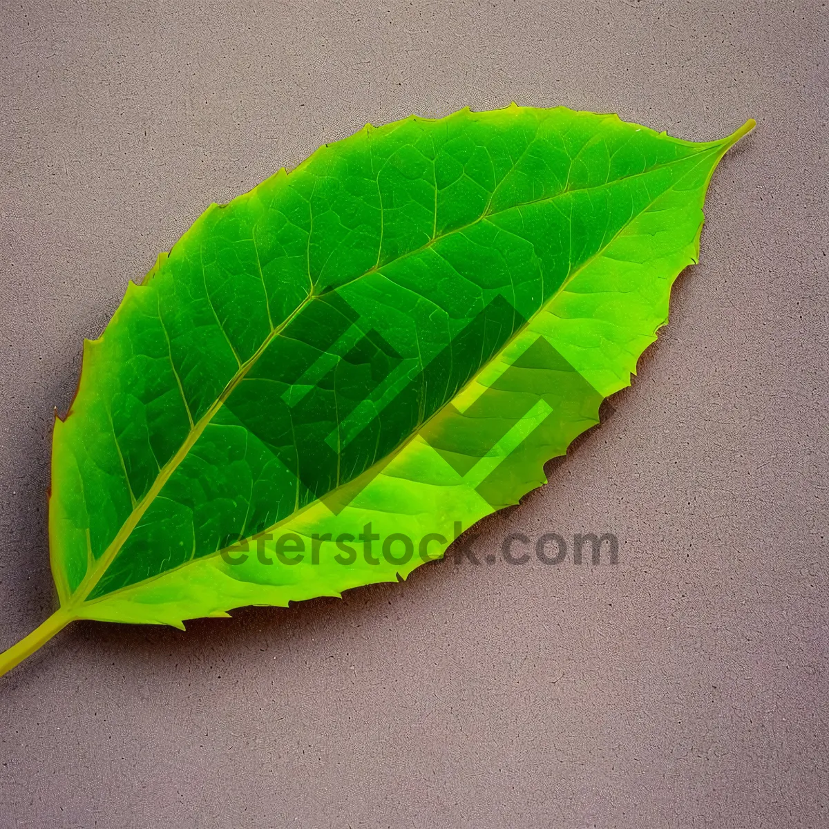 Picture of Vibrant Leafy Foliage in a Summer Garden