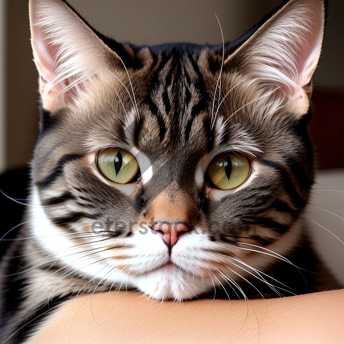 Picture of Tabby Cat with Cute Whiskers and Fluffy Fur