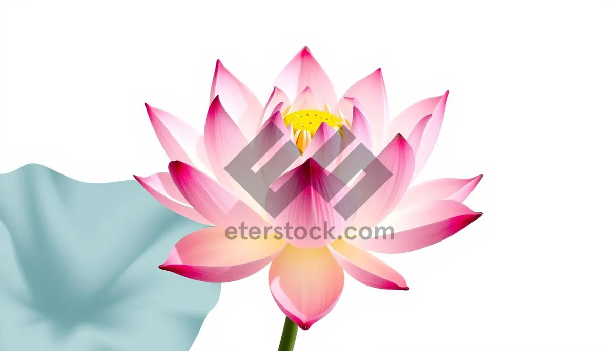 Picture of Colorful Lotus Icon Set