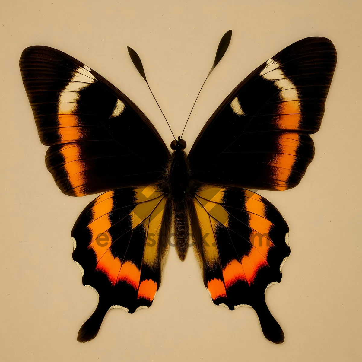 Picture of Vibrant Orange Butterfly Wing Spring Detail