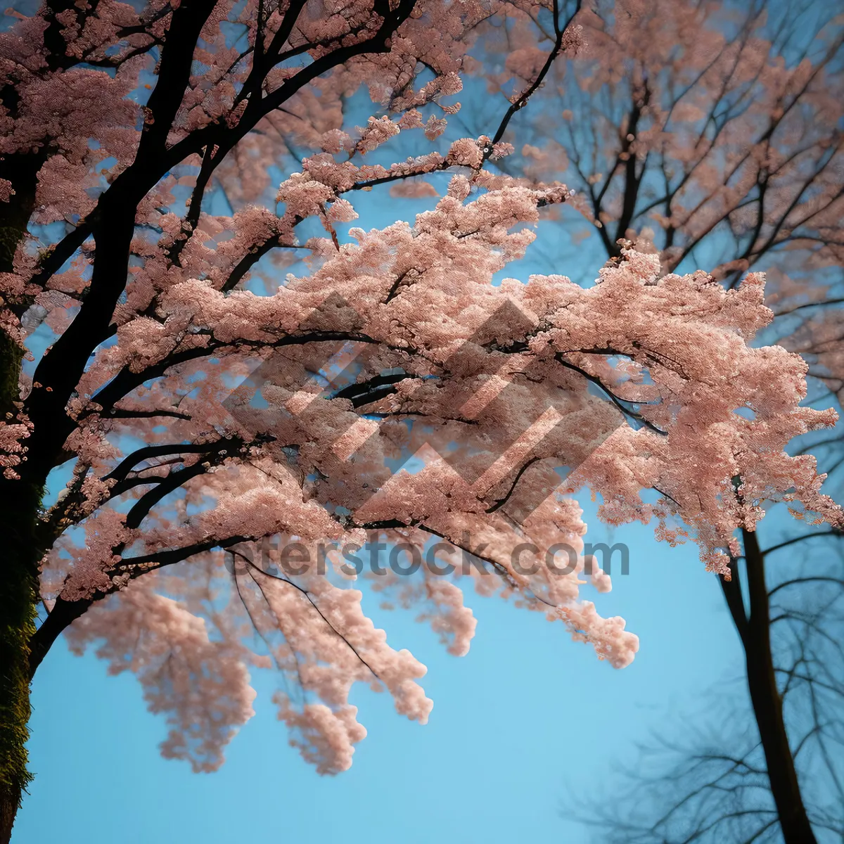 Picture of Winter Wonderland: Majestic Trees in Snowy Park