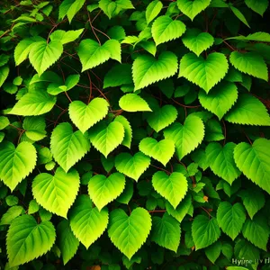 Sunlit Sumac Tree in Lush Forest"
(Note: This is an example of a short, descriptive name for an image based on the provided tags. Actual image descriptions may vary depending on the context and specific image.)