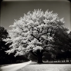 Winter Wonderland: Majestic Trees Blanketed in Snow