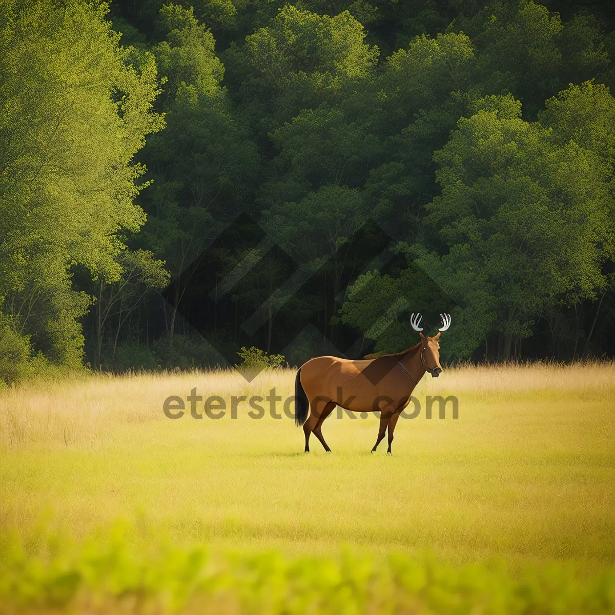 Picture of Wild Horses Grazing in Rural Pasture