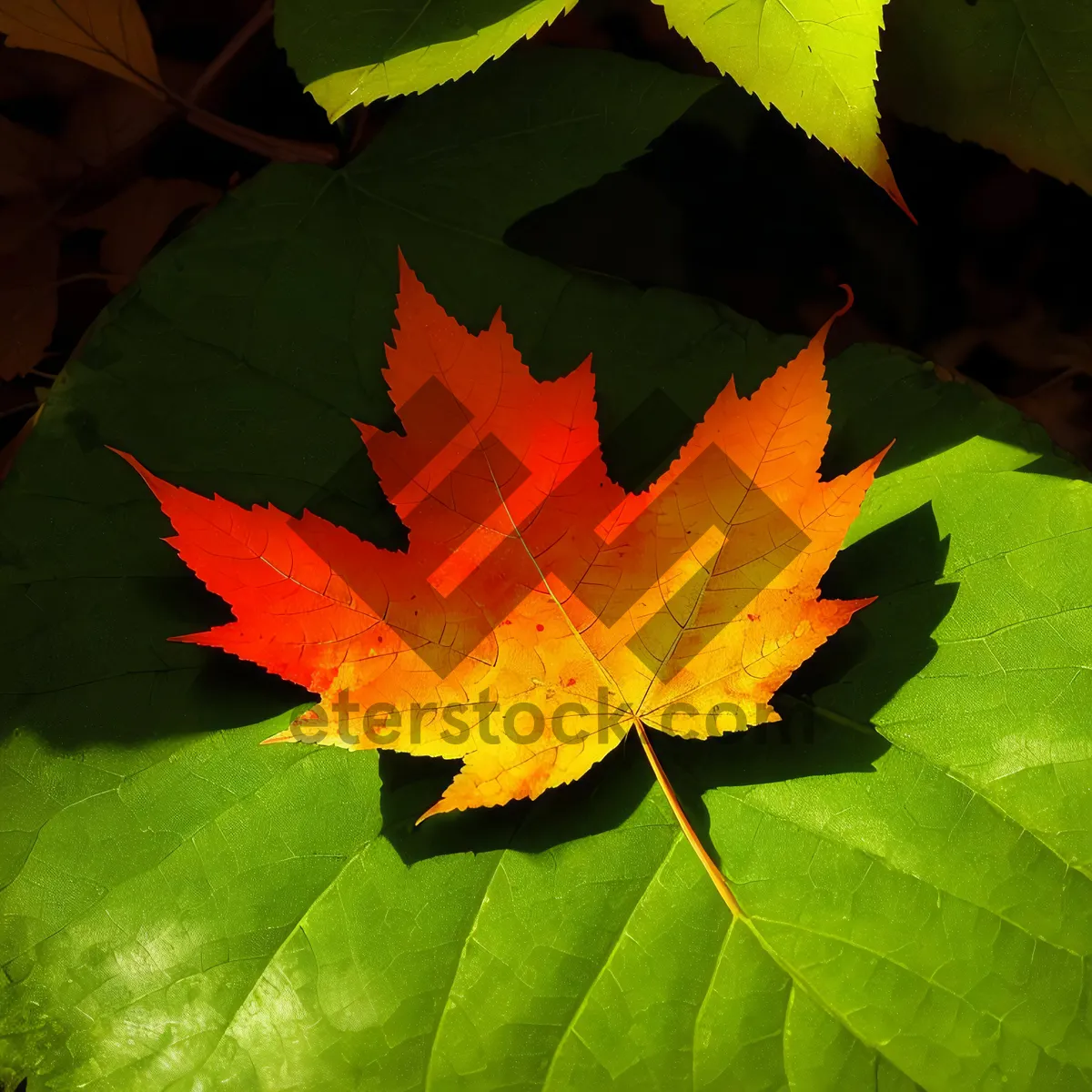 Picture of Autumnal Maple Leaves in Vibrant Colors