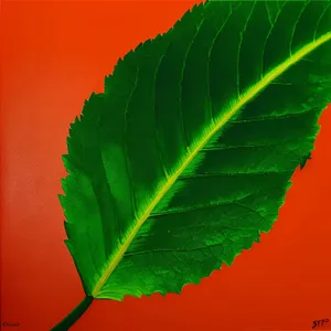 Fresh Taro Leaf - Vibrant Spring Garden Foliage