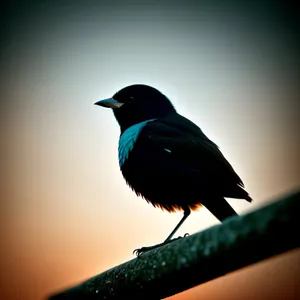 Wild Magpie Bird with Beautiful Feathers