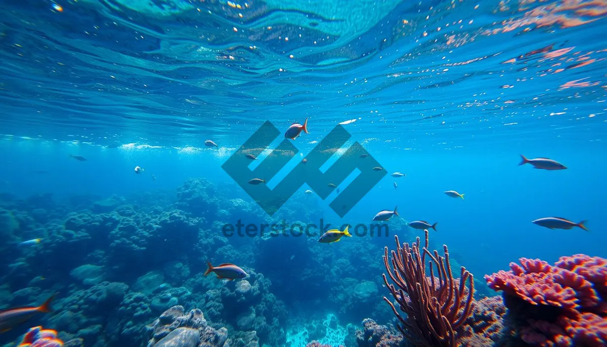 Picture of Colorful Tropical Fish in Sunlit Coral Reef