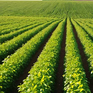 Soybean Field in Rural Landscape