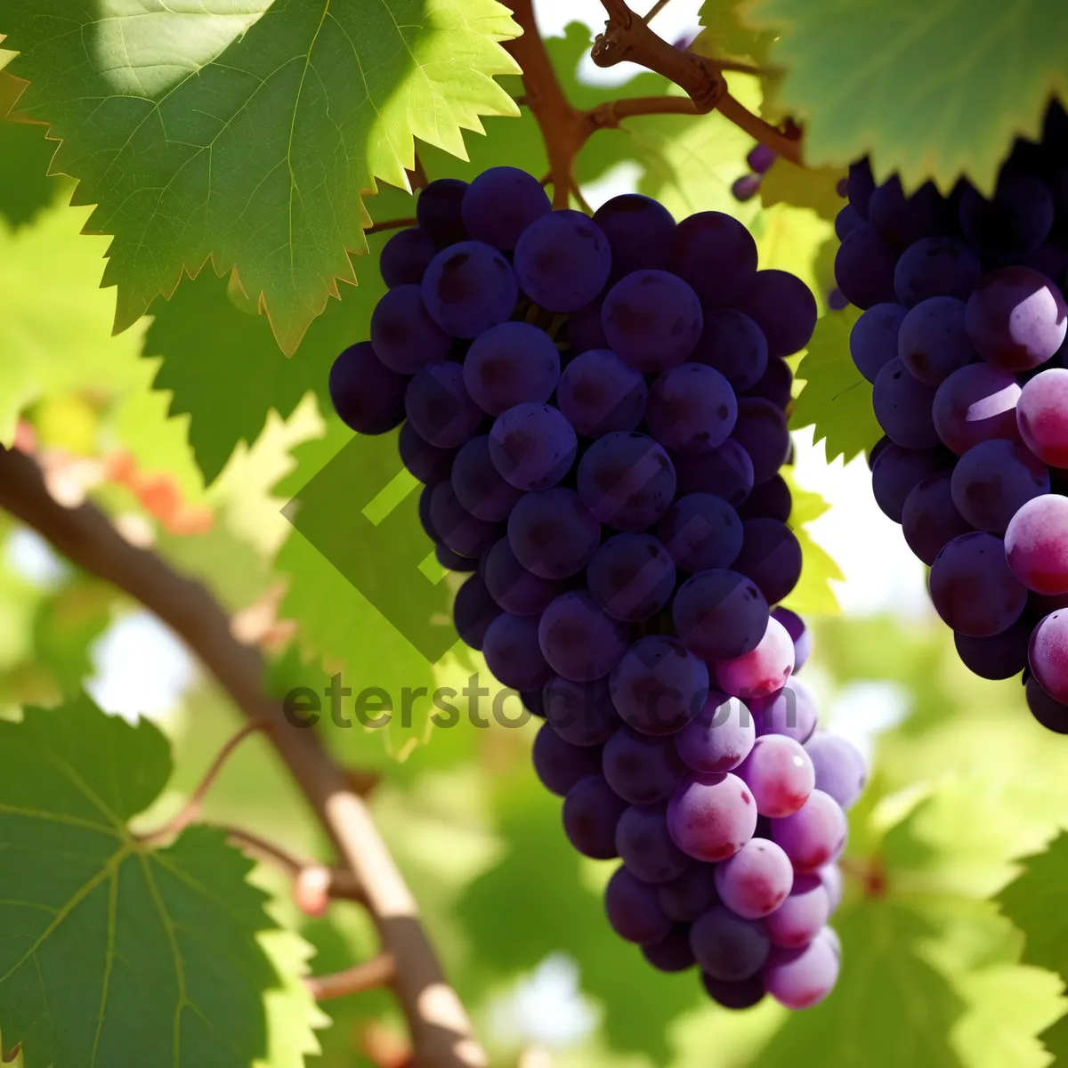 Picture of Ripe and Juicy Autumn Grape Cluster