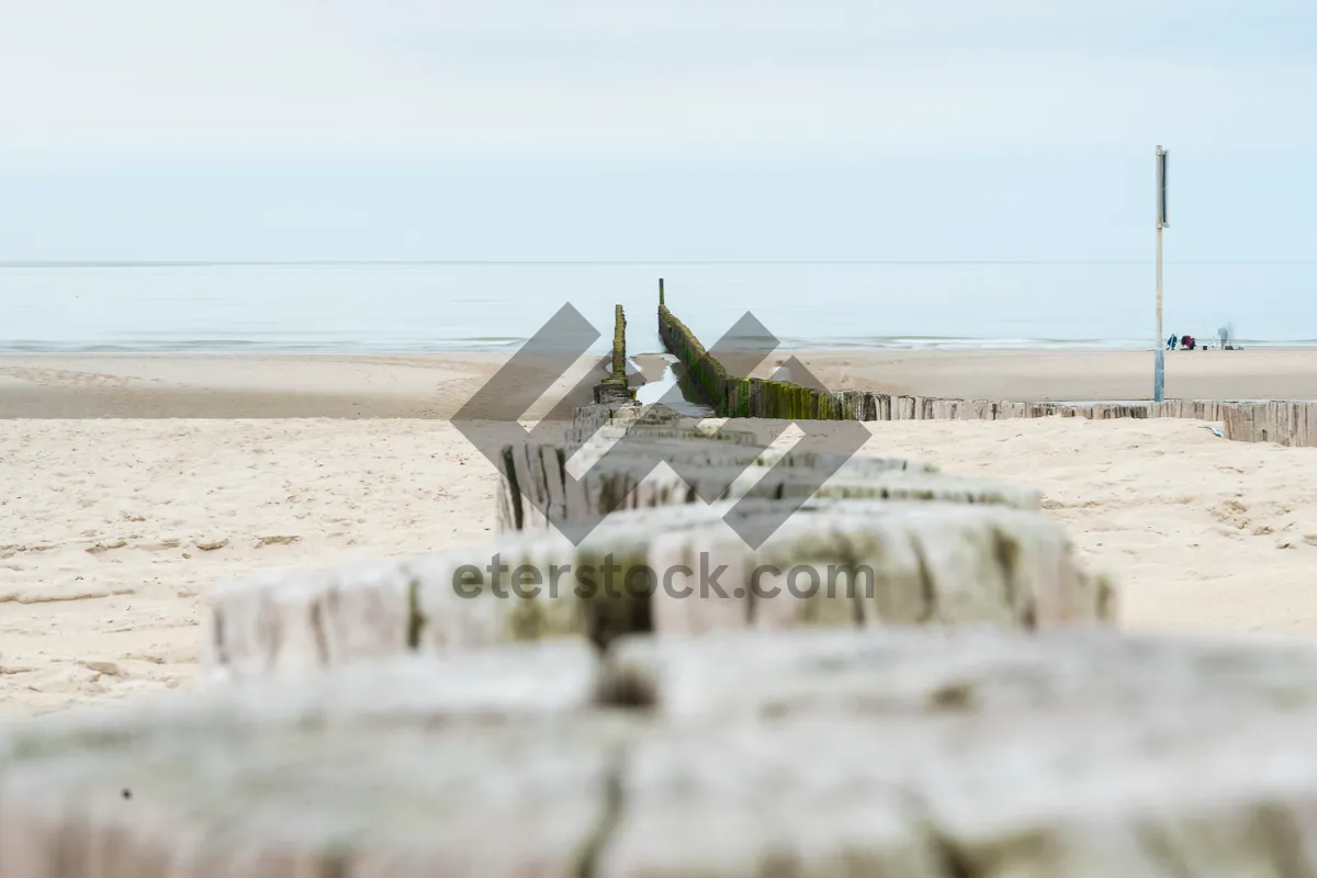 Picture of Wooden poles or wave breaker under cloudy sky in summer at Dutch north sea coast.