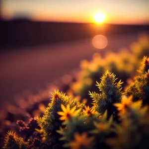 Vibrant Sunflower Blooming Under Bright Summer Sky