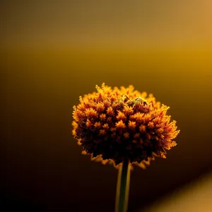 Yellow Blooming Daisy in Sunny Garden