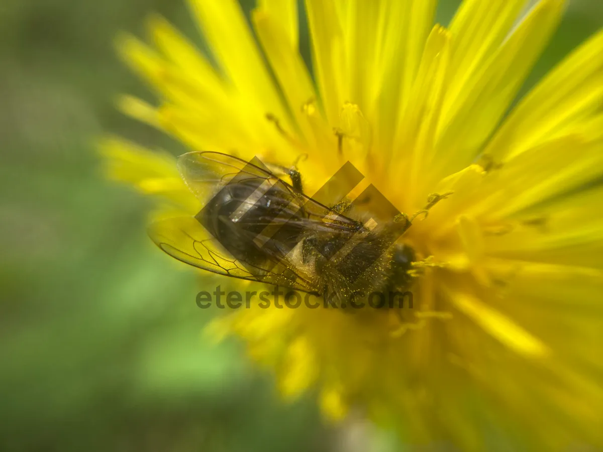 Picture of A bee collects pollen on a flower