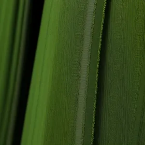 Bright Desert Plant: Textured Agave Leaf in Garden
