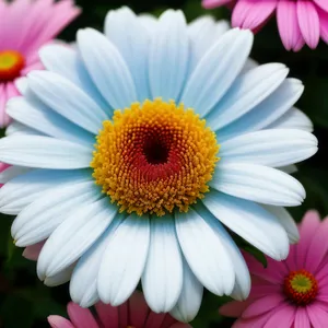 Pink Summer Daisy Bloom Closeup Head Shot