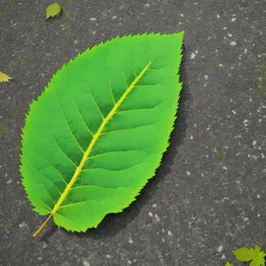 Fresh Spring Leaves of Fig Tree