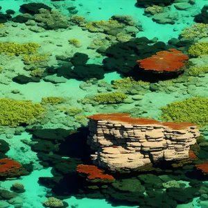 Duckweed Floating on Tranquil Aquatic Waters