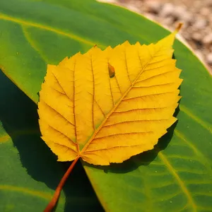 Vibrant Autumn Maple Leaves in Forest