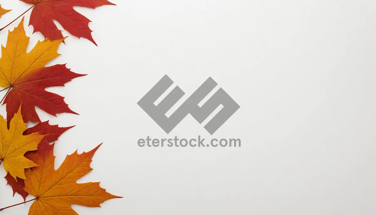Picture of Orange Maple Leaves Seasonal Fall Design.