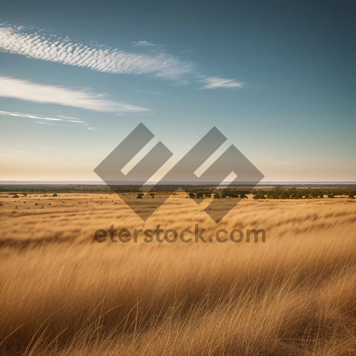 Picture of Golden Horizon: Desert Dunes Meeting Ocean